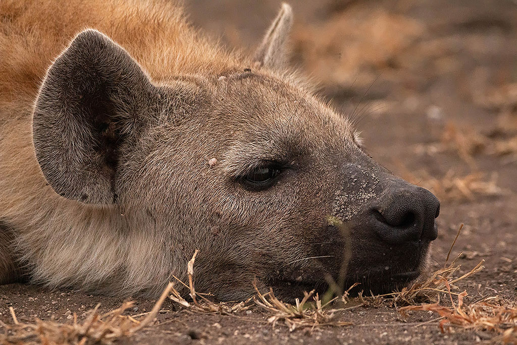 Spotted HYena