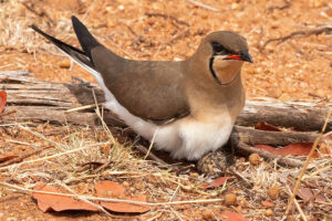 Collared Pratincole