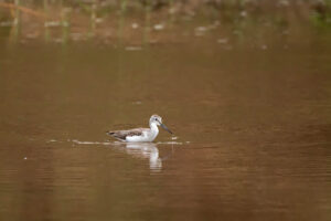 Common Greenshank