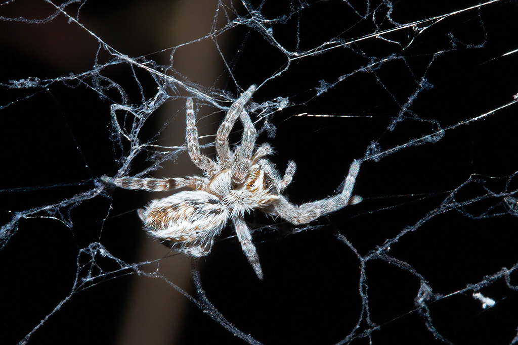 Community Nest Spider