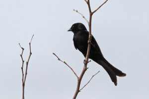Fork Tailed Drongo