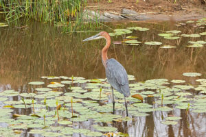 Goliath Heron