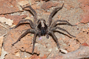 Wolf Spider