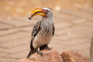 Yellow Billed Hornbill