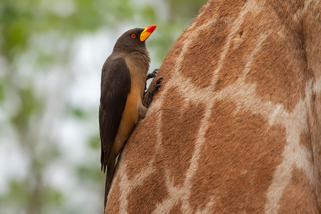 Yellow billed Oxpeckers