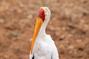 Yellow billed Stork