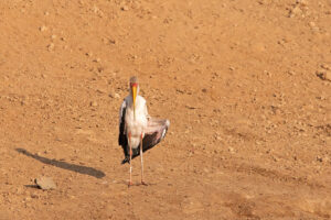 Yellow billed Stork