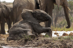 Elephants