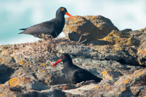 African Oyster Catcher