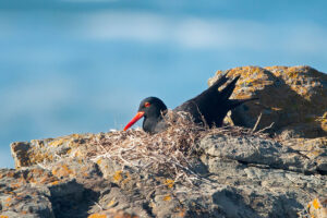 African Oyster Catcher