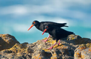 African Oyster Catcher