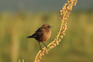 Ant Eating Chat; Ant-Eating Chat