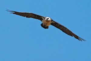 Bearded Vulture