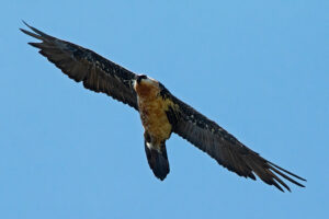 Bearded Vulture