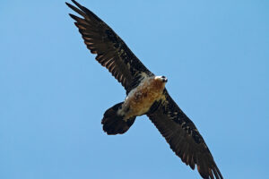 Bearded Vulture