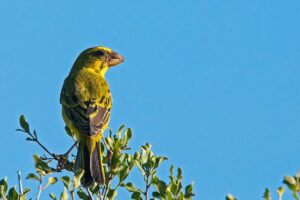 Brimstone canary