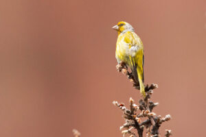 Cape Canary