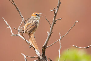 Cape Grassbird