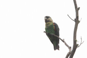 Cape Parrot