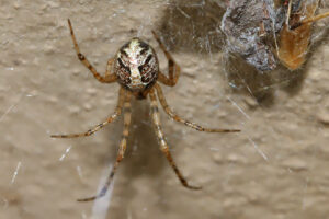 Comb Footed Spider