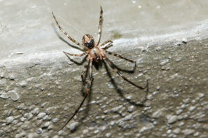 Comb Footed Spider