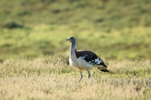 Denham's Bustard