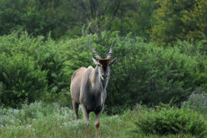 Eland