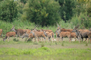 Eland