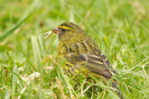 Forest Canary
