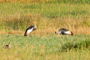 Grey Crowned Crane