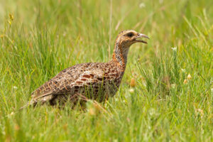 Grey winged Francolin.jpg