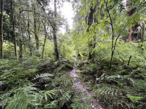 Hogsback Arboretum