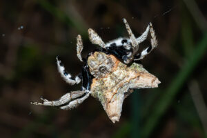 Horned Bark Spider