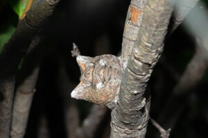 Horned Bark Spider