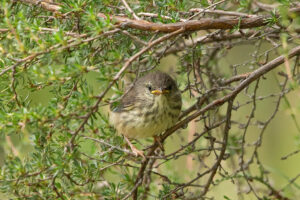 Karoo Prinia