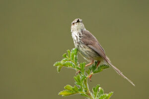 Karoo Prinia