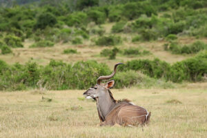 Kudu