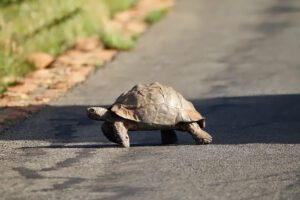 Leopard Tortoise