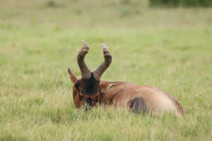 Red Hartebeest