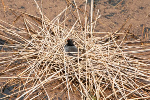 Red Knobbed Coot