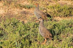 Red Necked Spurfowl