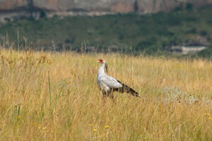 Secretary Bird