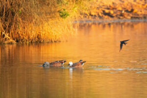 South African Shelduck