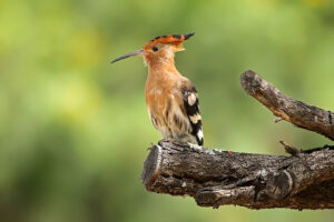 African Hoopoo