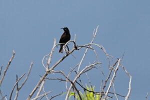 Amethyst Sunbird