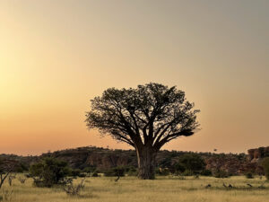 Baobab Tree