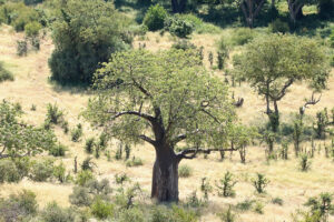 Baobab Tree