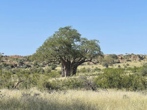 Baobab Tree