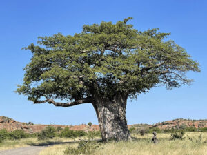 Baobab Tree