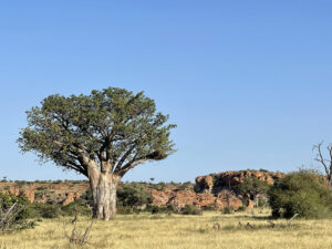 Baobab Tree